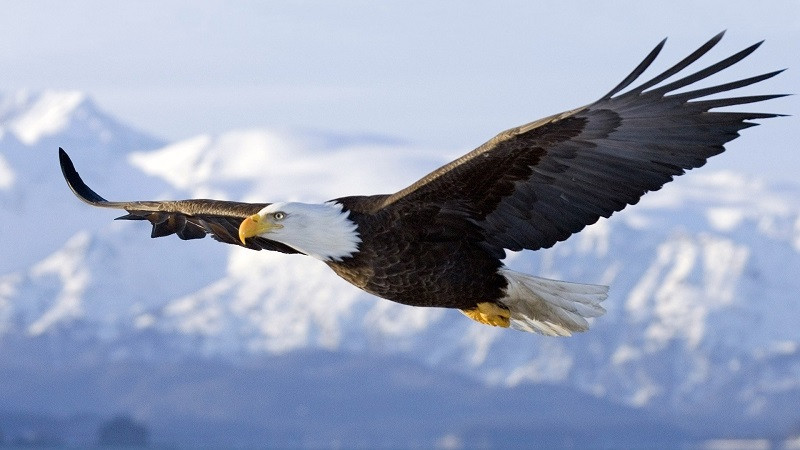 The Top 9 Largest Flying Birds in the World By Wingspan