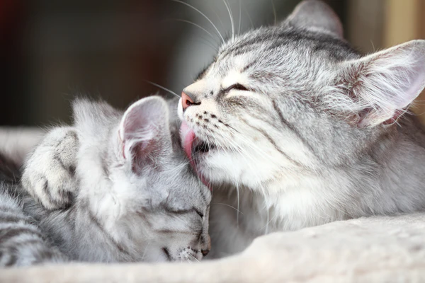 Why do cats lick?